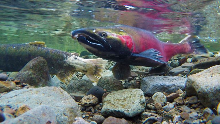 Plan for logging Oregon’s state forests while protecting imperiled wildlife moves forward